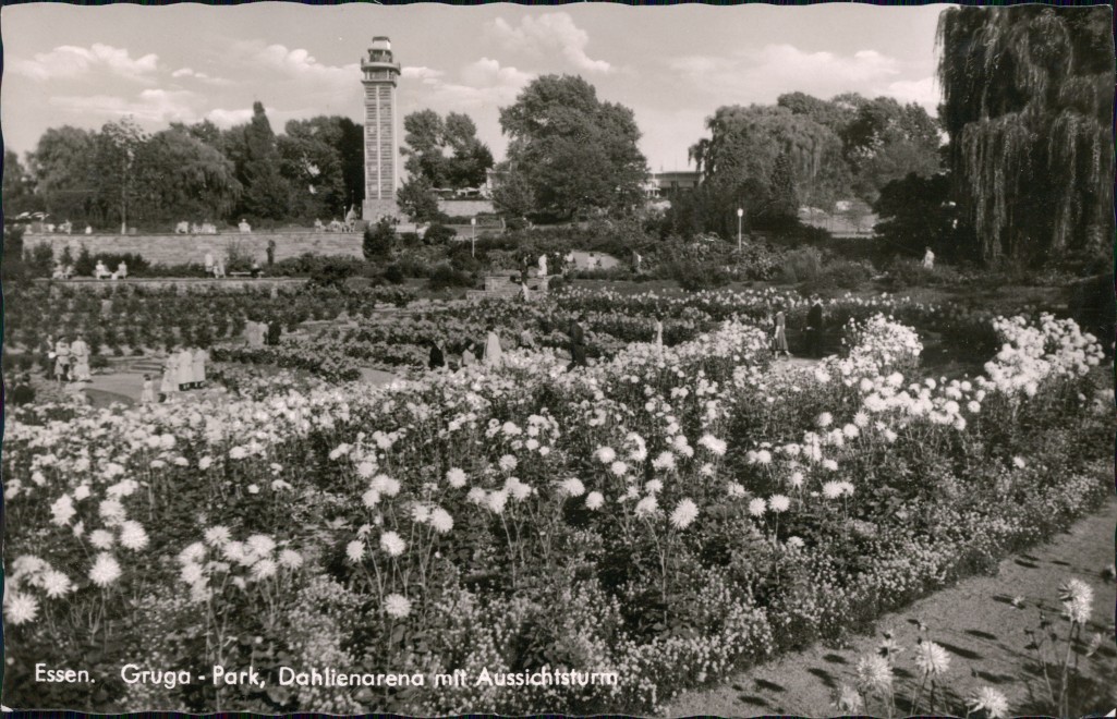 zoom: Image side vintage Postcard from 1956: Grugapark - Dahlienarena mit Aussichtsturm:: Essen (Ruhr)