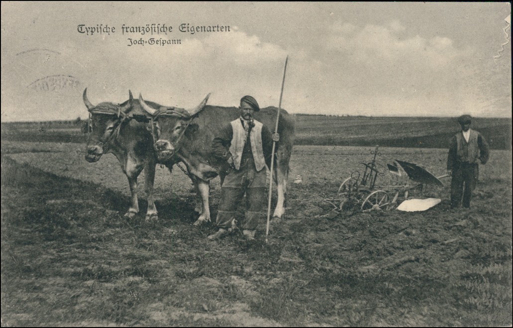 vergrößern: Bildseite historische Ansichtskarte von 1915: Typische Französische Eigenarten Joch-Gespann:: .Frankreich