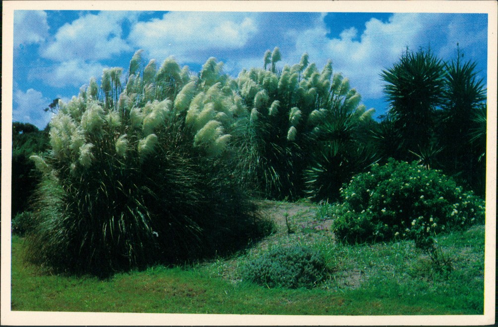 zoom: Image side vintage Postcard from 1980: Pflanzen & Botanik Blüte:: Jekyll Island