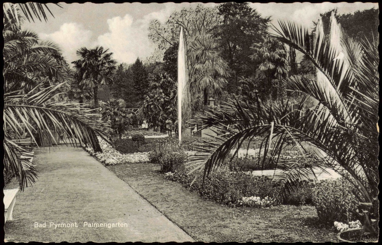 vergrößern: Bildseite historische Ansichtskarte von 1958: Palmengarten Palmen Botanik:: Bad Pyrmont