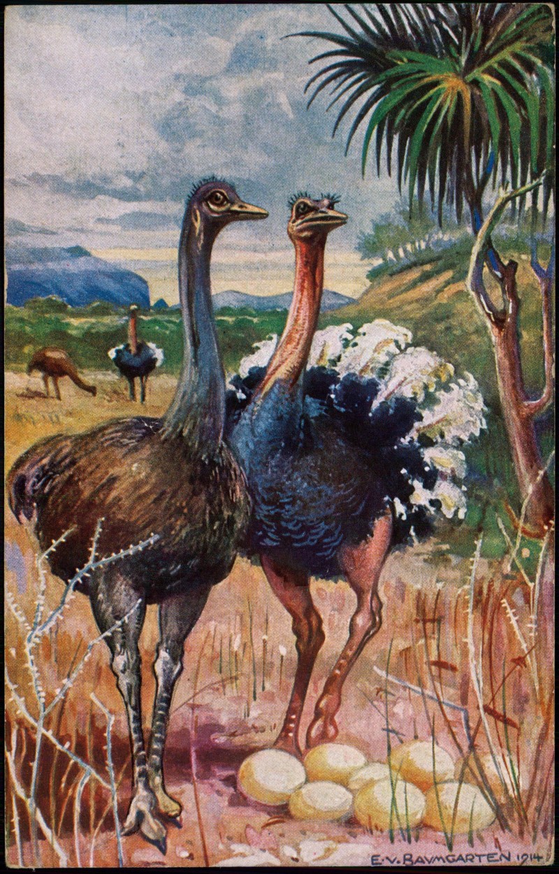 vergrößern: Bildseite historische Ansichtskarte von 1913: Deutsch-Südwestafrika DSWA Strauss:: .Namibia