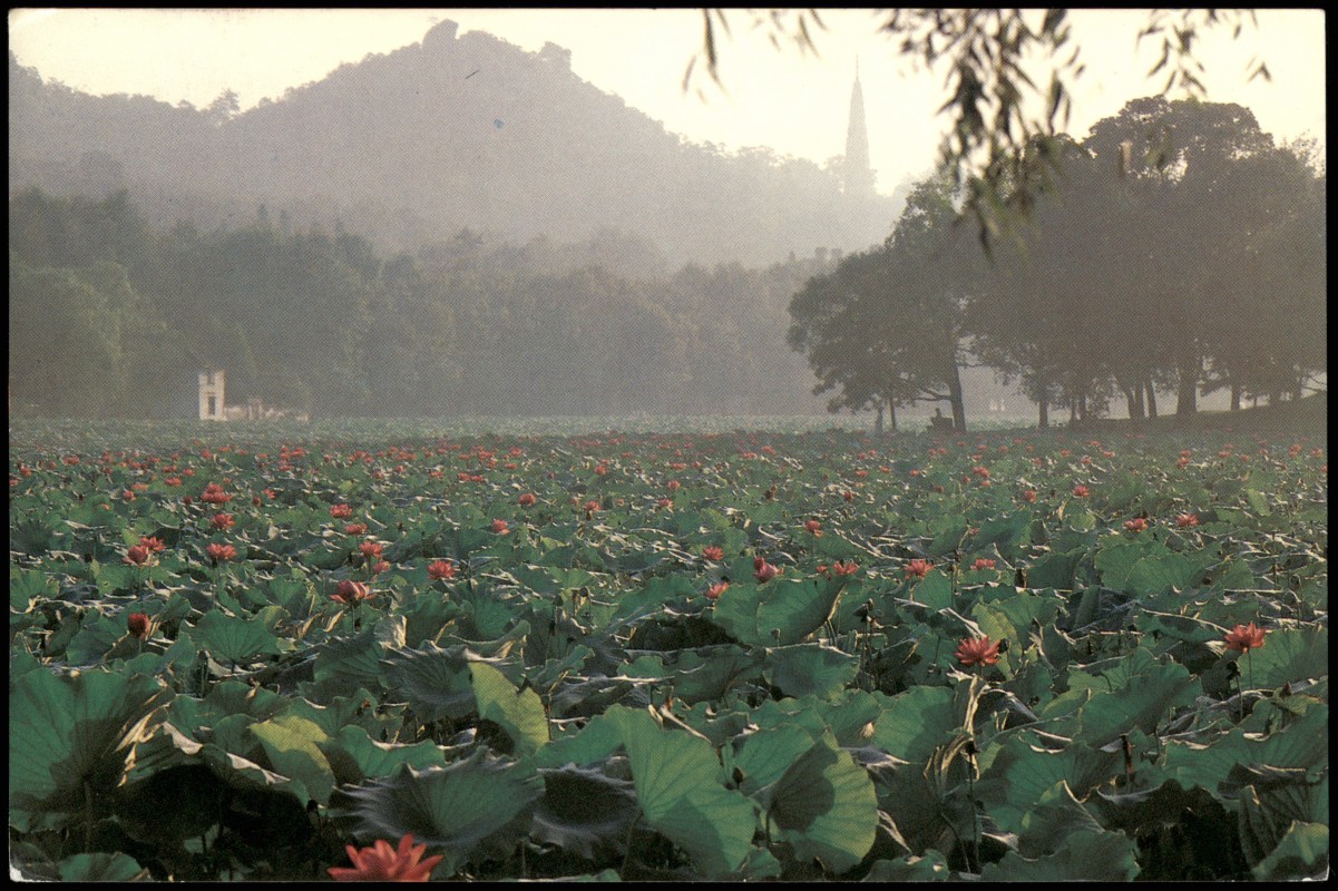 vergrößern: Bildseite historische Ansichtskarte von 1987: Summer lotus blossoms Solitary Hill:: Hangzhou Hangchow