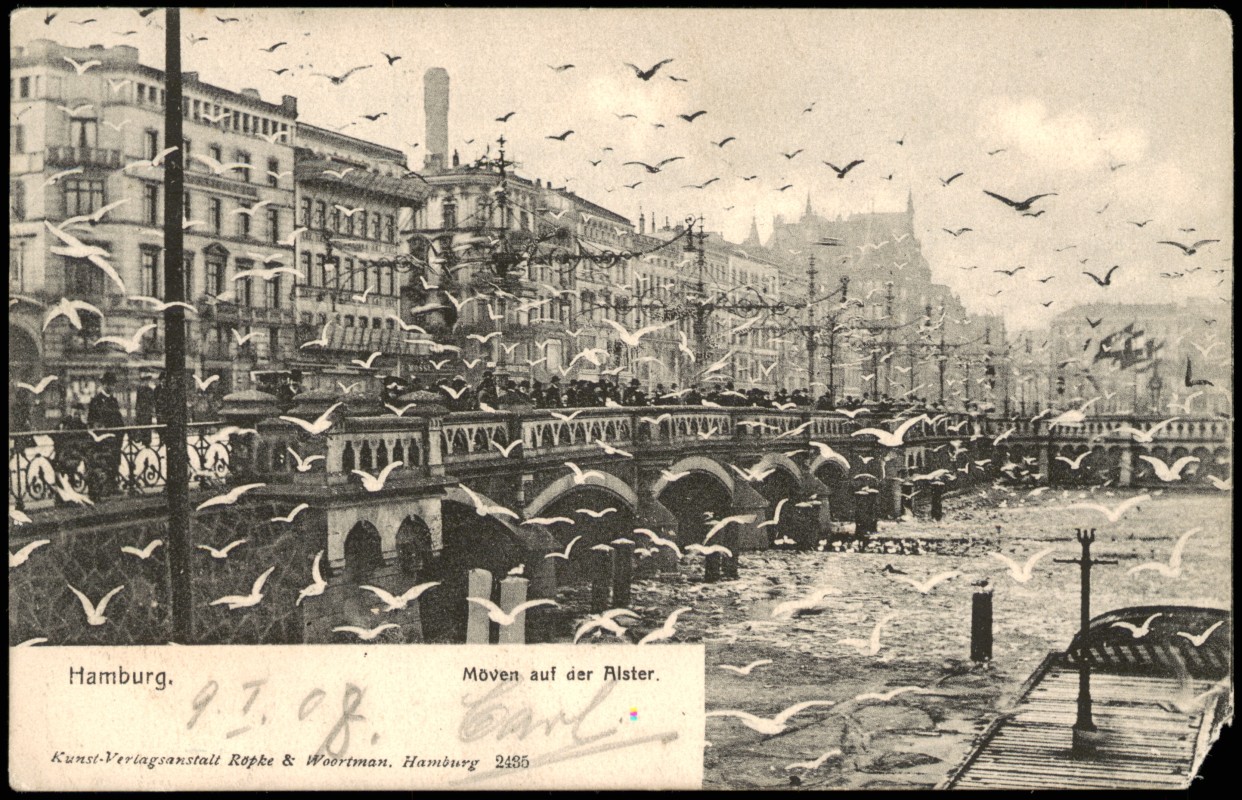 vergrößern: Bildseite historische Ansichtskarte von 1908: Möven Schwarm an der Alster:: Altstadt-Hamburg