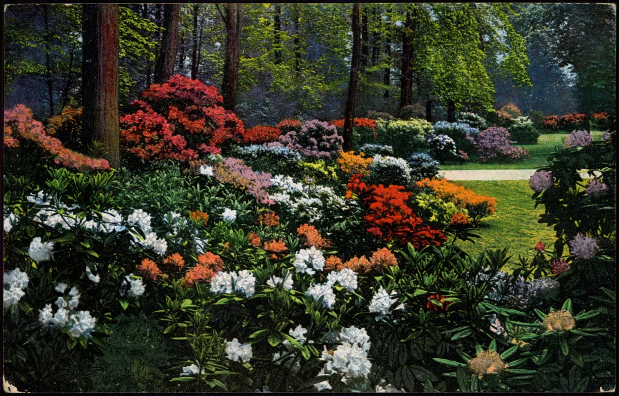 zoom: Image side vintage Postcard from 1910: Kgl. Grosser Garten. Rhododendronhain.Photochromie:: Seevorstadt-Ost/Großer Garten-Dresden