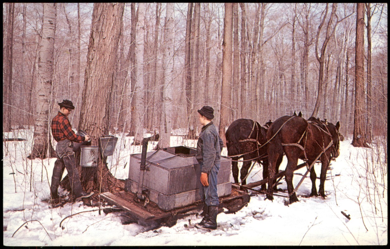 zoom: Image side vintage Postcard from 1968: GEAUGA COUNTY, OHIO USA  Ahornsirup Ernte:: United States of America