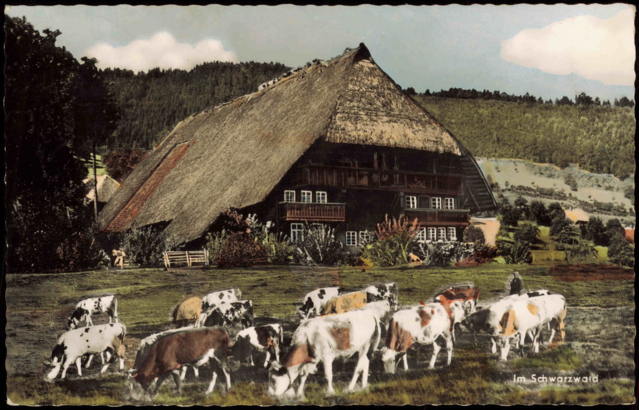 zoom: Image side vintage Postcard from 1962: Schwarzwaldhaus  Kühe:: .Baden-Württemberg
