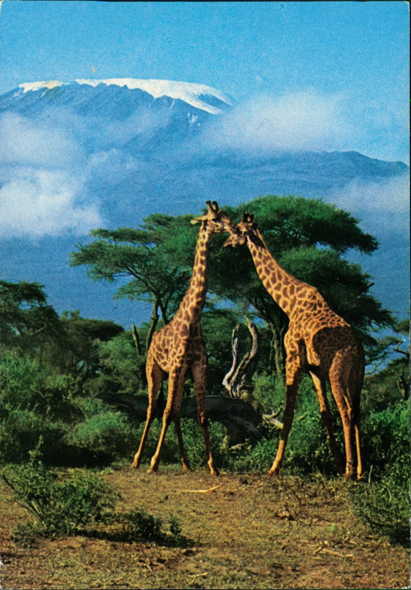 vergrößern: Bildseite historische Ansichtskarte von 1980: Giraffen vor dem Kilimandscharo:: Nairobi