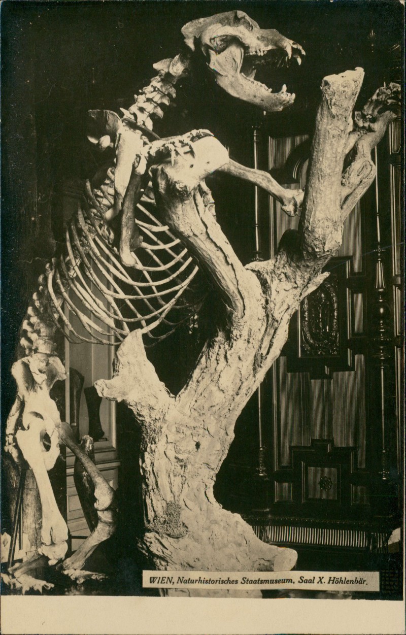 zoom: Image side vintage Postcard from 1929: Naturhistorisches Staatsmuseum, Saal X. Höhlenbär.:: Vienna