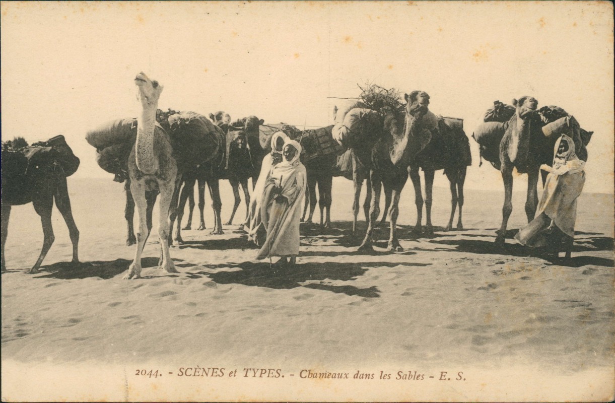 zoom: Image side vintage Postcard from 1918: SCÈNES et TYPES. - Chameaux dans les Sables Afrika Africa::