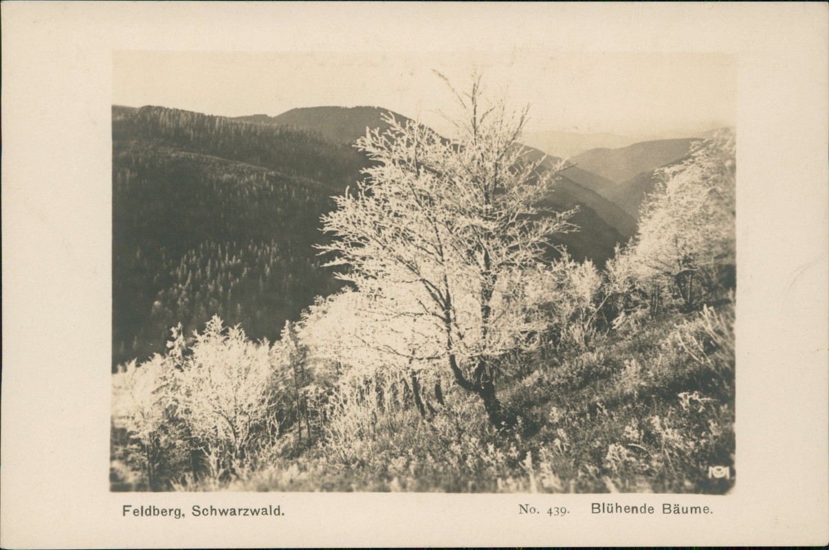 zoom: Image side vintage Postcard from 1929: Feldberg, Schwarzwald. Blühende Bäume. Fotokarte:: Titisee-Neustadt