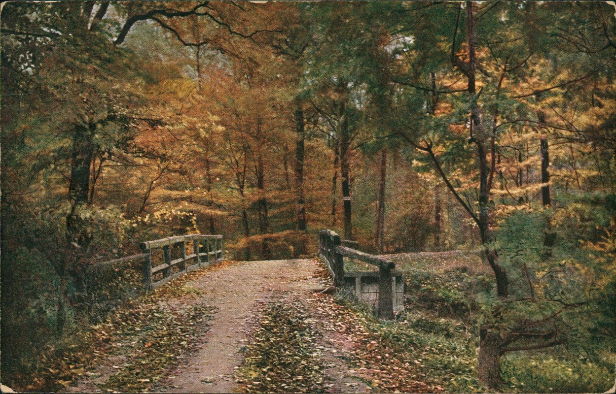 zoom: Image side vintage Postcard from 1912: Stimmungsbild Natur Wald Partie::