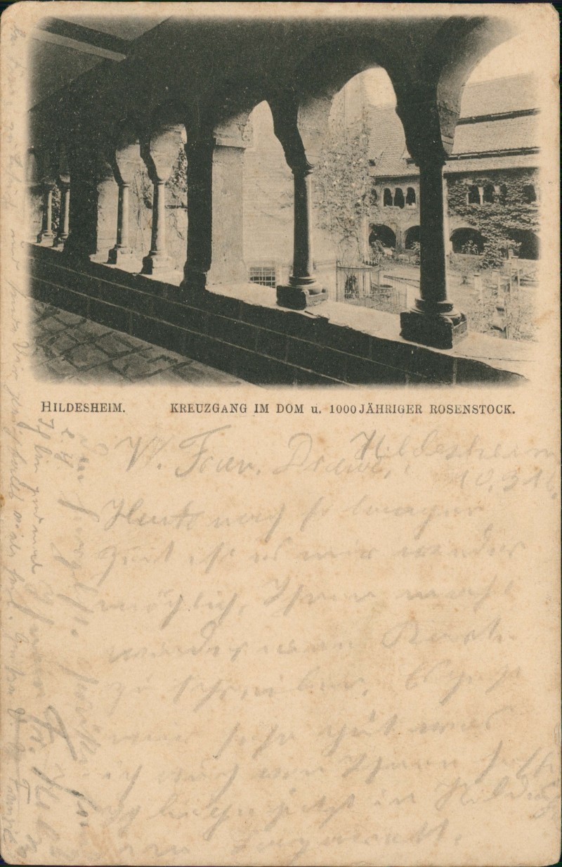 zoom: Image side vintage Postcard from 1916: Kreuzgang Dom 1000 Jähriger Rosenstock:: Hildesheim