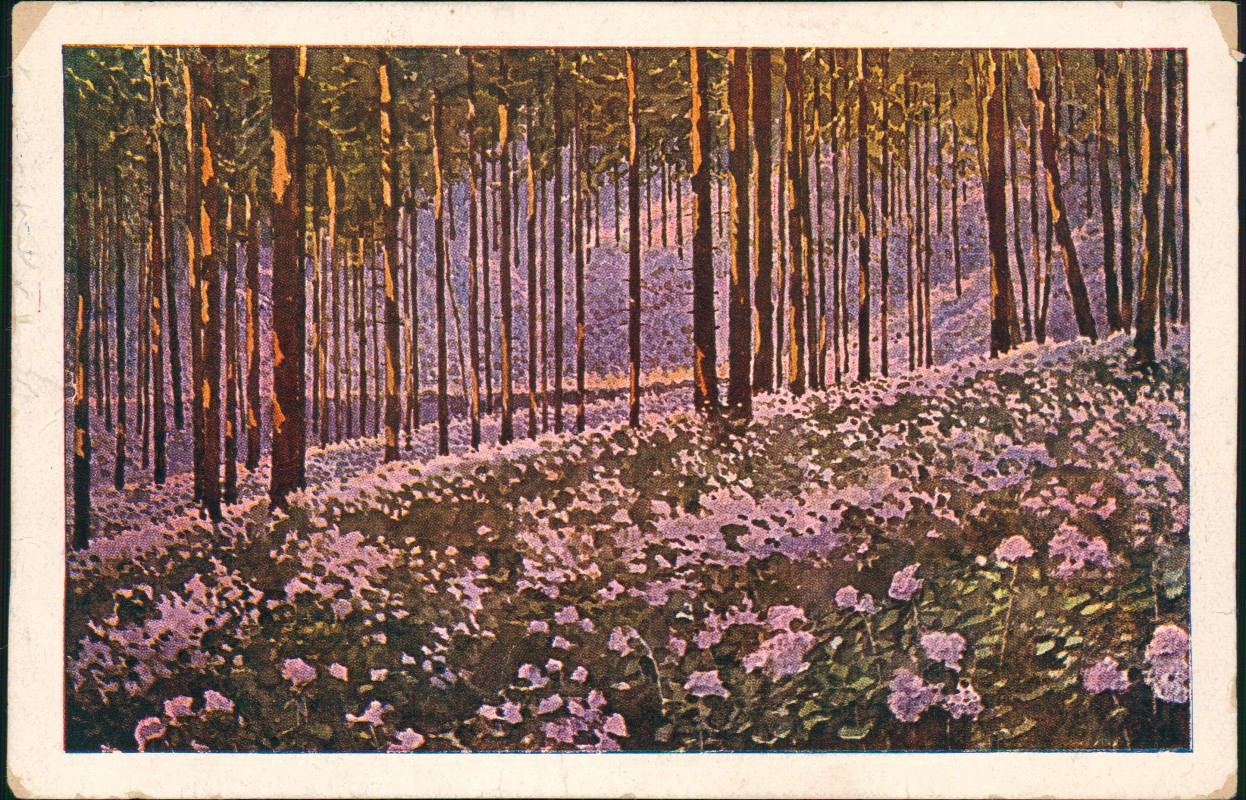 vergrößern: Bildseite historische Ansichtskarte von 1928: Blühende Mondviole Kaltenberg Böhmen:: Kreibitz