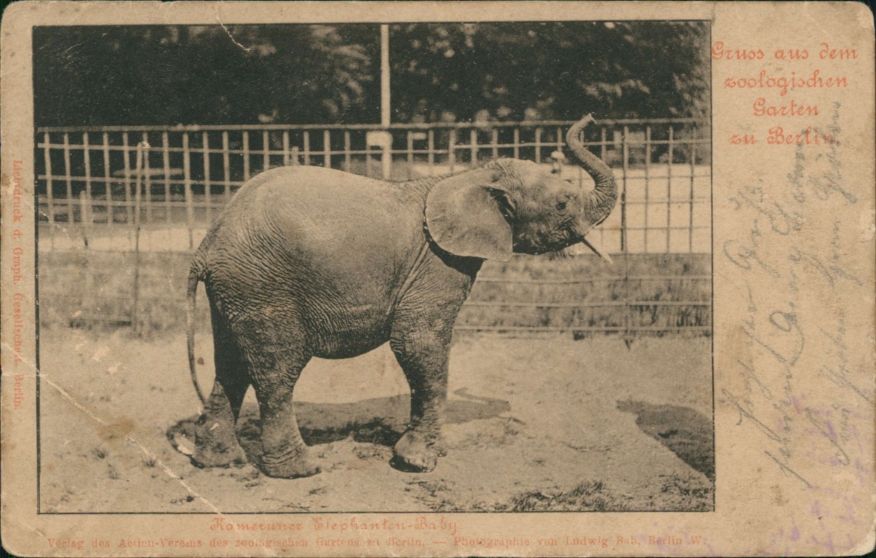vergrößern: Bildseite historische Ansichtskarte von 1903: Zoologischer Garten Elefanten Baby:: Tiergarten-Berlin