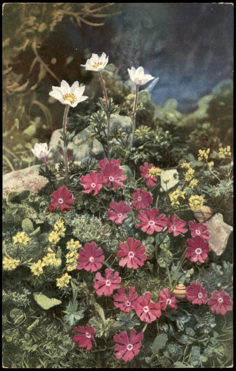 vergrößern: Bildseite historische Ansichtskarte von 1912: Anemone baldensis. Primula minima. Alpenflora Photochromie::