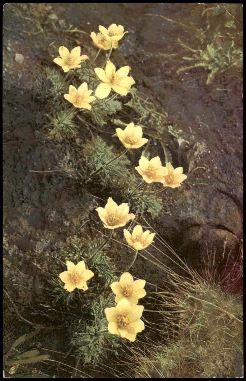zoom: Image side vintage Postcard from 1912: Botanik Anemone sulphurea. Alpenflora. PHOTOCHROMIE::