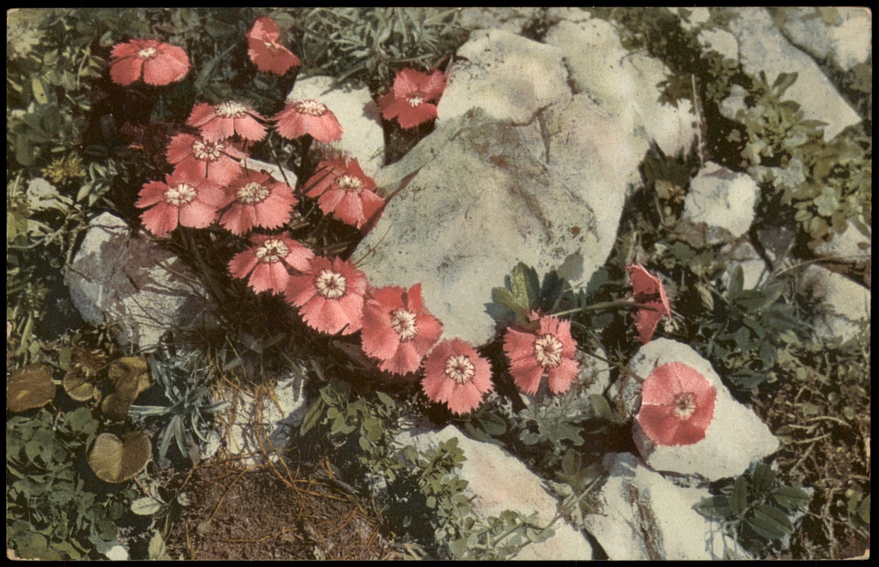 zoom: Image side vintage Postcard from 1912: Botanik Dianthus alpinus. PHOTOCHROMIE Alpen Pflanzen::