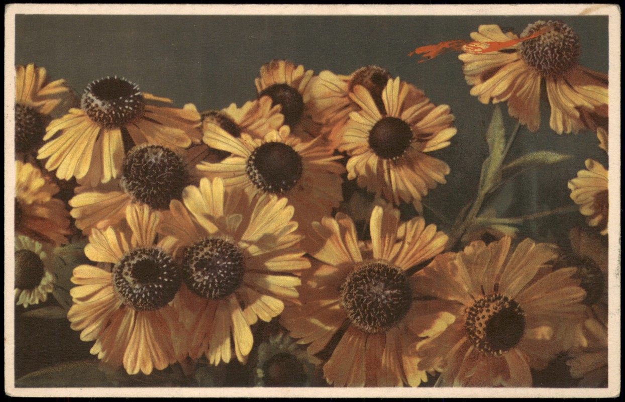 vergrößern: Bildseite historische Ansichtskarte von 1934: Hellenium Sonnenbraut Botanik Photochromie::