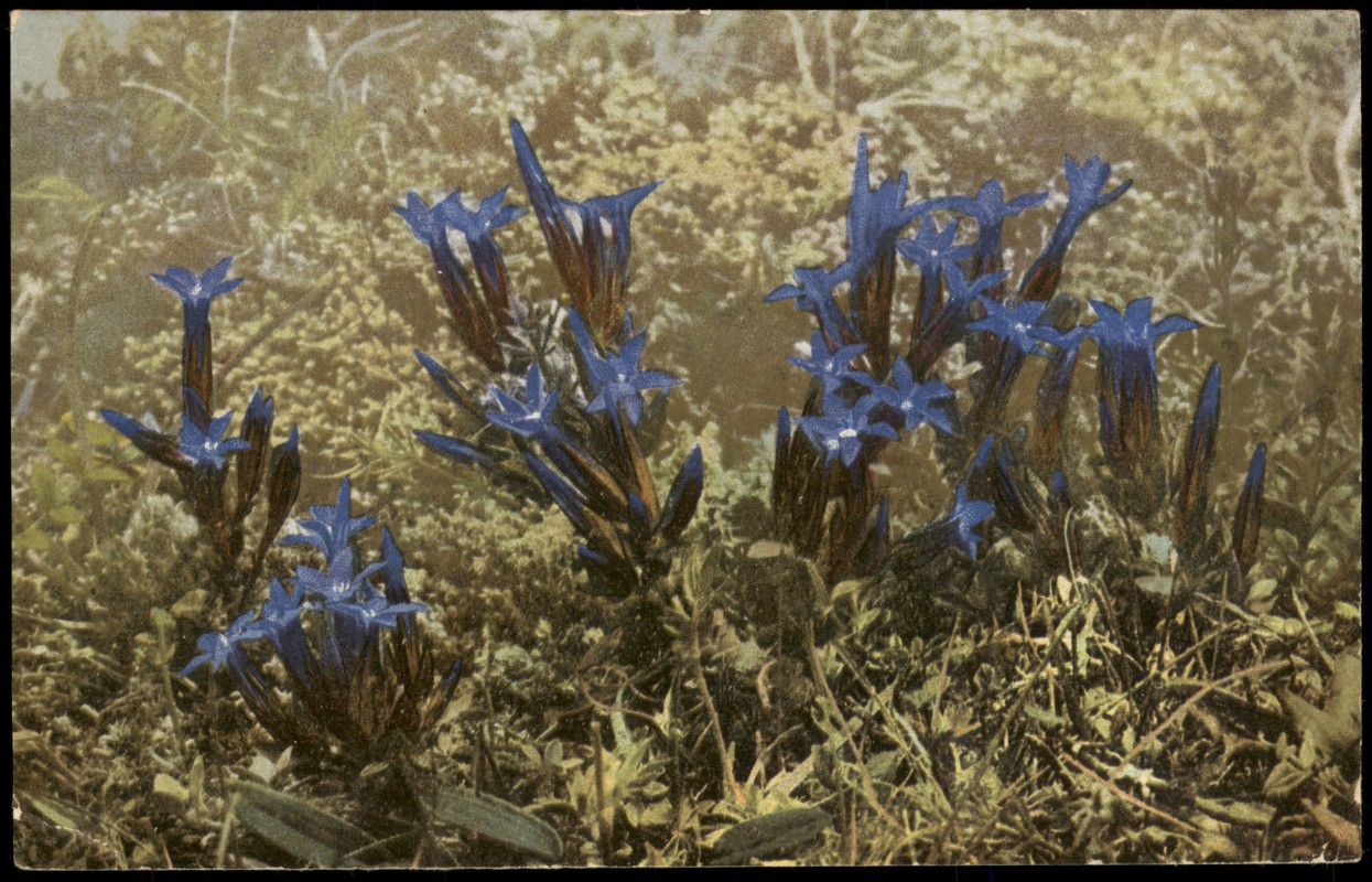 vergrößern: Bildseite historische Ansichtskarte von 1913: Botanik Gentiana nivalis. PHOTOCHROMIEI Alpenflora Pflanzen Blume::