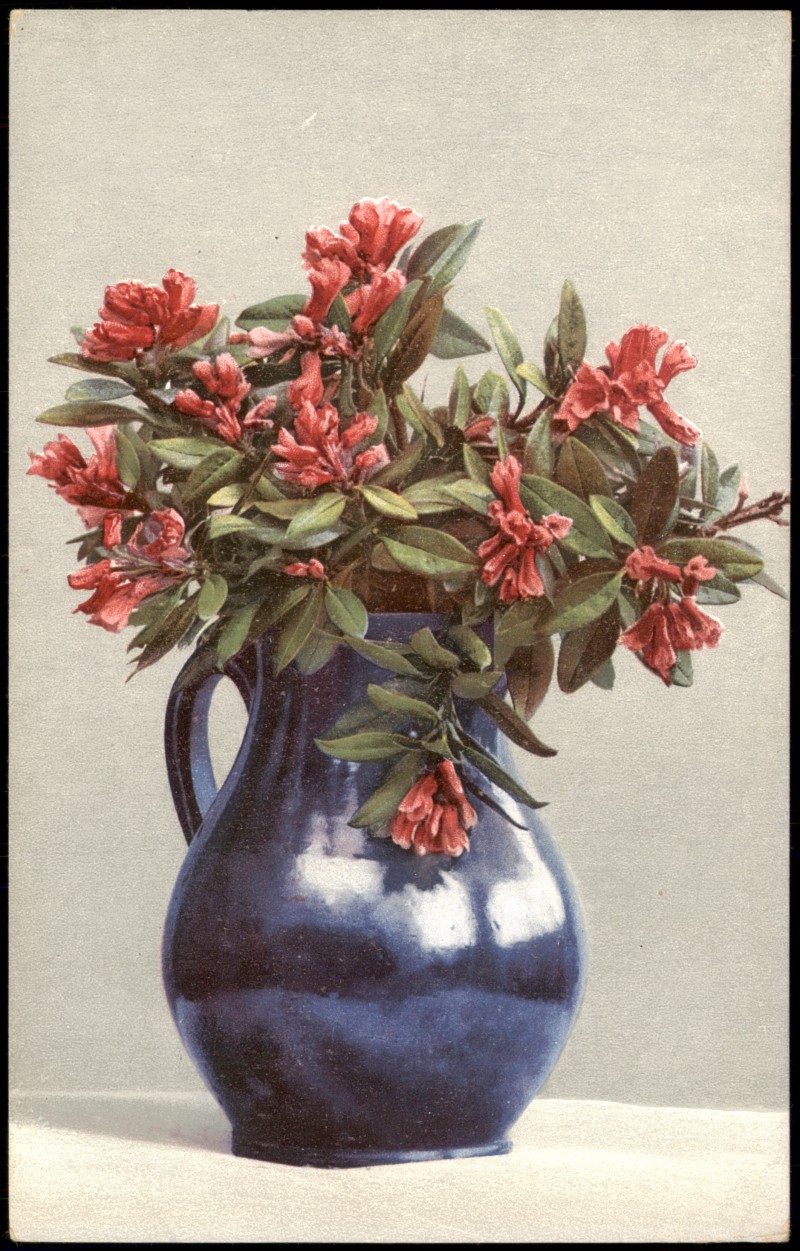vergrößern: Bildseite historische Ansichtskarte von 1912: Botanik Rhododendron ferrugineum. Pflanzen Photochromie::