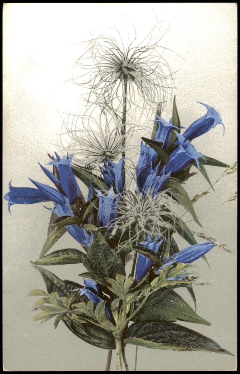 vergrößern: Bildseite historische Ansichtskarte von 1912: Gentiana asclepiadea.Pulsatilla alpina (fructus). PHOTOCHROMIE Botanik::