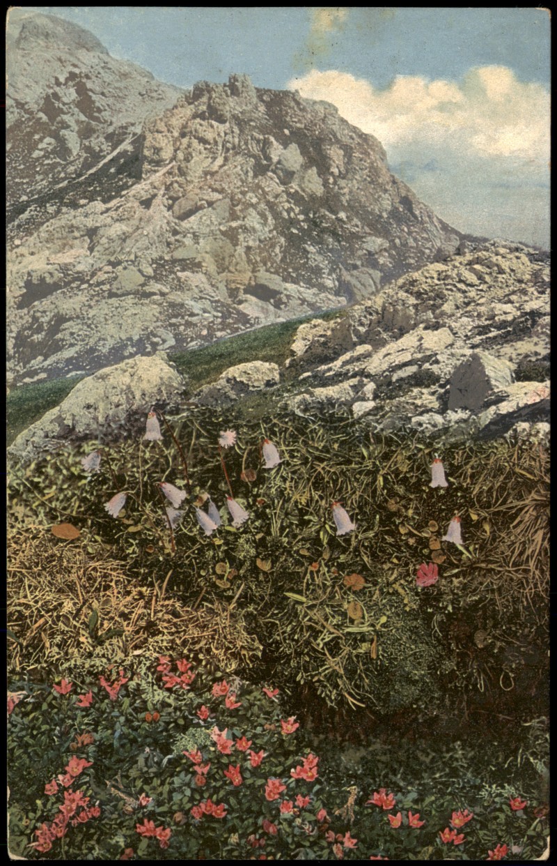 vergrößern: Bildseite historische Ansichtskarte von 1912: Azalea Loiseleuria Alpen Alpenflora Botanik::