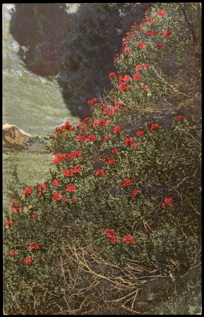 zoom: Image side vintage Postcard from 1912: Botanik PHOTOCHROMIE Rhododendron ferrugineum. Alpen::