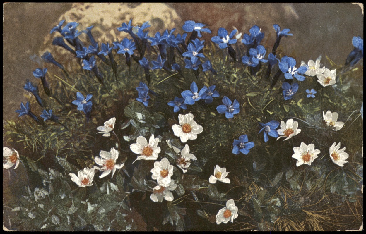 vergrößern: Bildseite historische Ansichtskarte von 1912: Gentiana brachyphylla.Dryas octopetala. PHOTOCHROMIE Alpen::