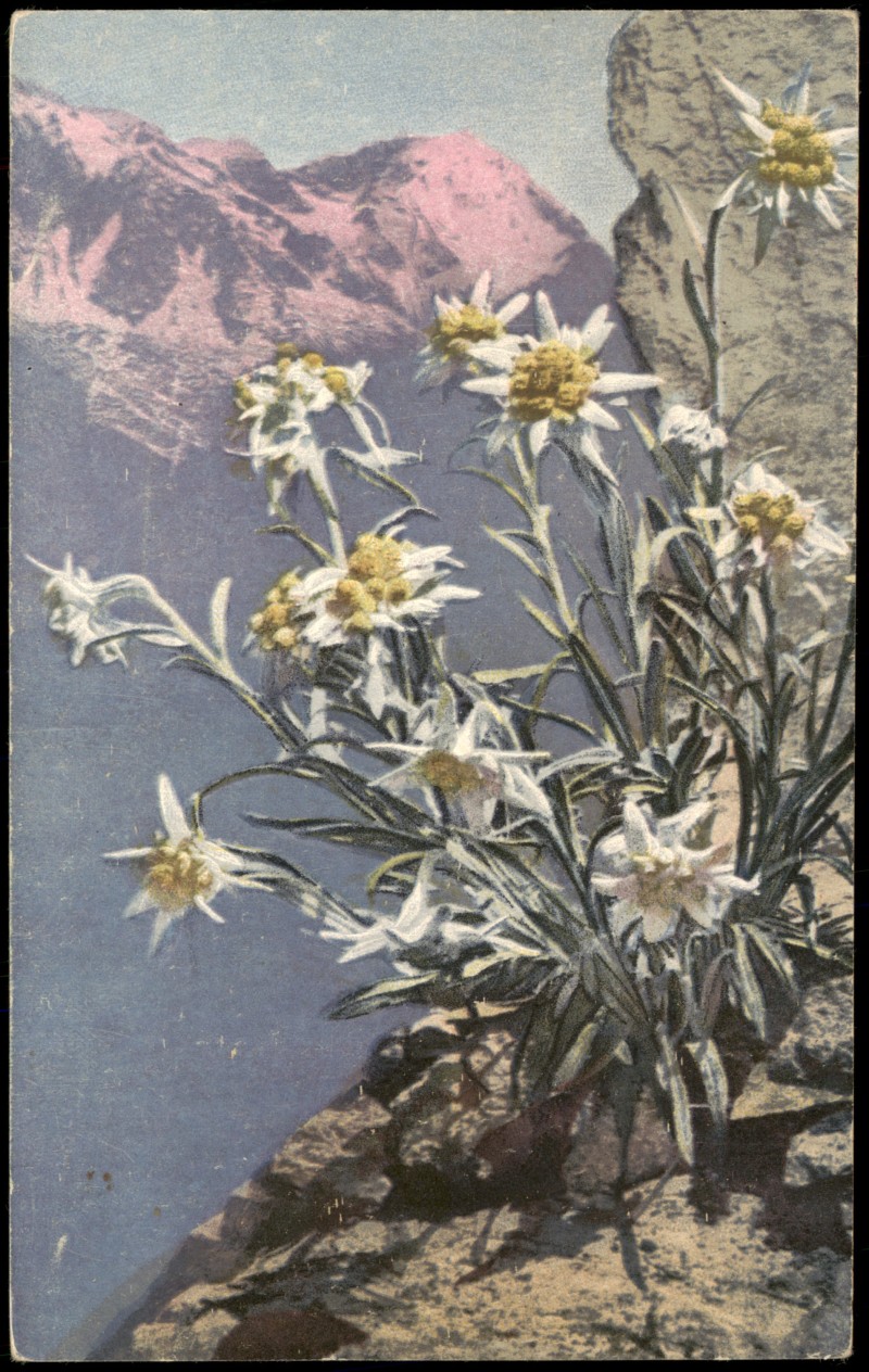vergrößern: Bildseite historische Ansichtskarte von 1912: Botanik Alpen Alpenflora  PHOTOCHROMIE Leontopodium alpinum::