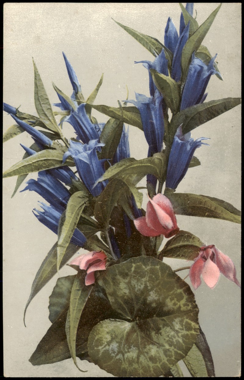 vergrößern: Bildseite historische Ansichtskarte von 1912: Botanik Gentiana asclepiadea. Cyclamen europaeum. PHOTOCHROMIE::