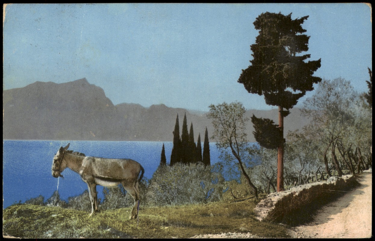 vergrößern: Bildseite historische Ansichtskarte von 1911: Photochromiekarte Stimmungsbild Natur Esel vor Berglandschaft mit Esel::