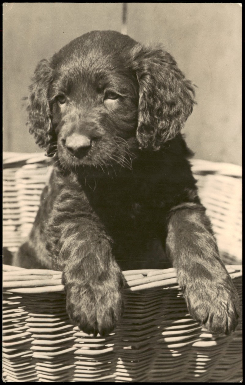 zoom: Image side vintage Postcard from 1966: Tiere - Hund Langhaar Welpe im Korb::