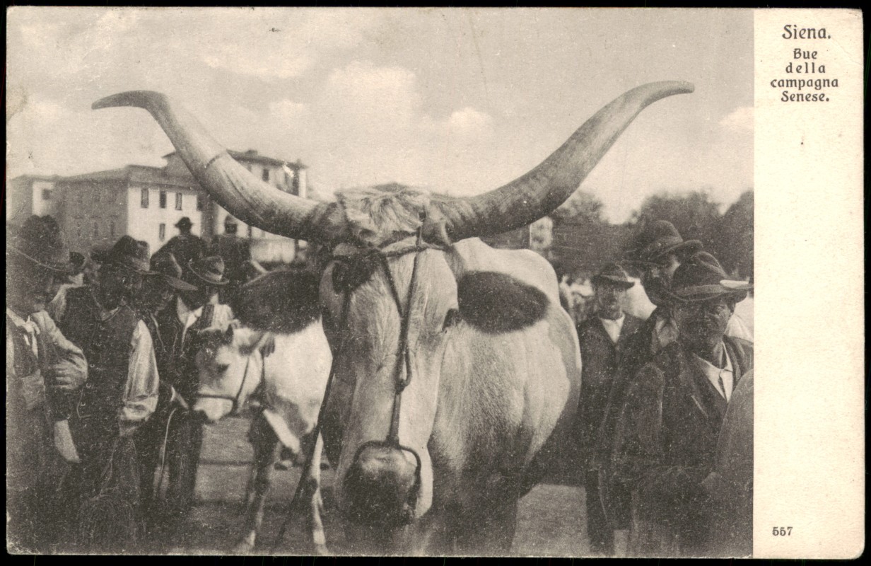 zoom: Image side vintage Postcard from 1908: Bue della campagna Senese, Einheimische mit Bullen:: Siena