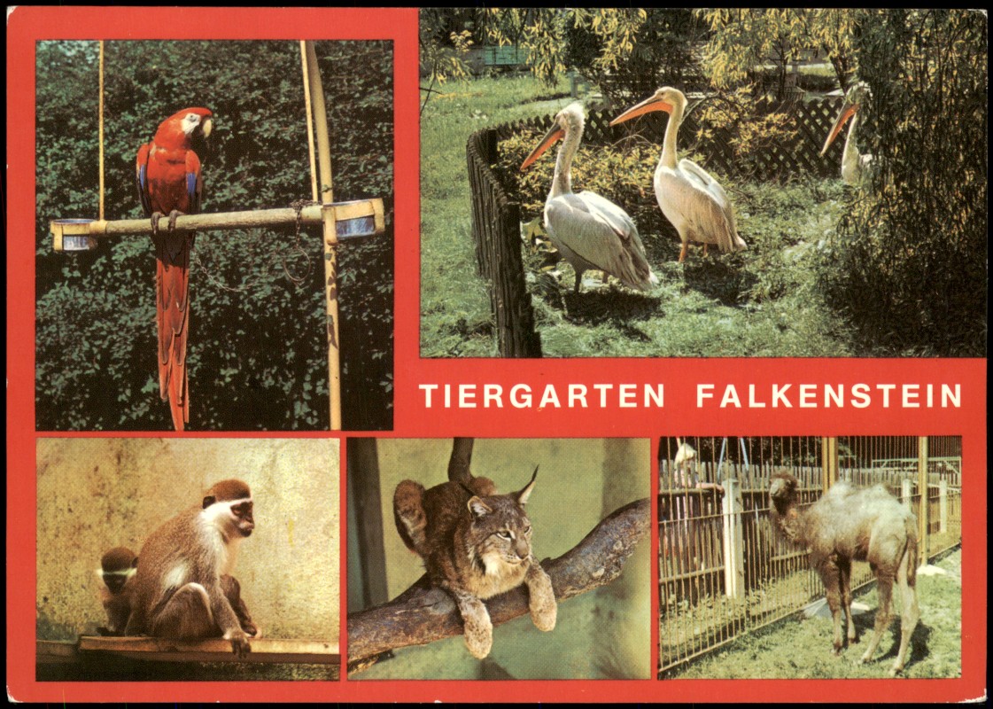 zoom: Image side vintage Postcard from 1988: DDR Mehrbild-AK mit Tierpark Ara Pelikane Meerkatzen Luchs Junges Kamel:: Falkenstein (Saxony)