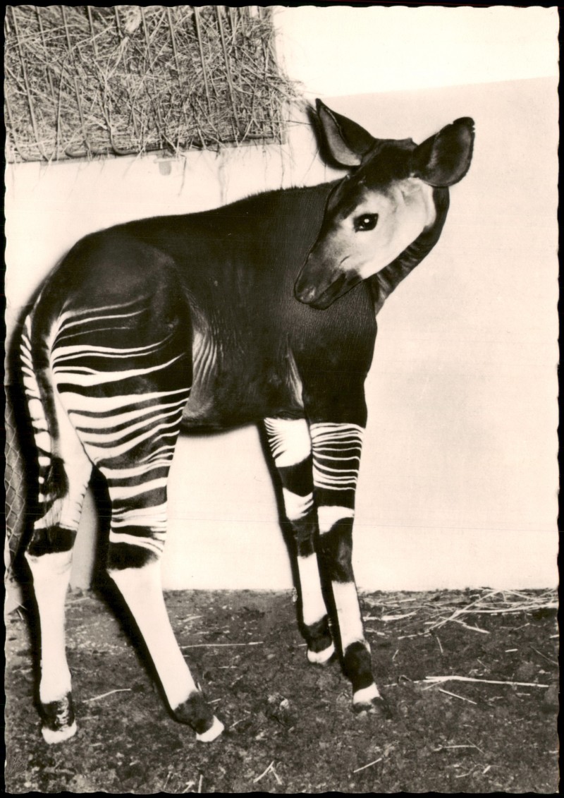 zoom: Image side vintage Postcard from 1961: Tiere Tier Okapi im Leipziger Zoo DDR Postkarte:: Leipzig