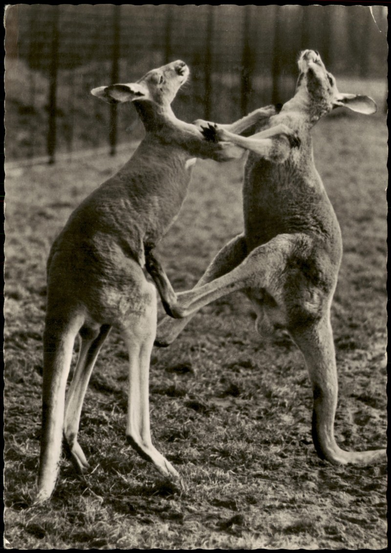 vergrößern: Bildseite historische Ansichtskarte von 1959: DDR AK Streitende Rote Riesen Känguruh im Tierpark Berlin:: Friedrichsfelde-Berlin