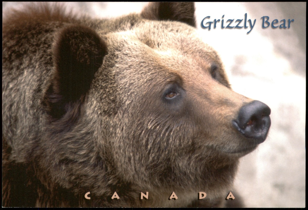 zoom: Image side vintage Postcard from 2000: Tiere Bären GRIZZLY BEAR (Kanada Canada)::