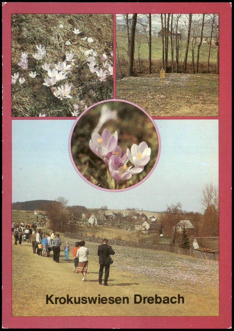 vergrößern: Bildseite historische Ansichtskarte von 1987: Mehrbildkarte Krokus-Wiesen in Drebach (Kr. Zschopau):: Drebach (Erzgebirge)