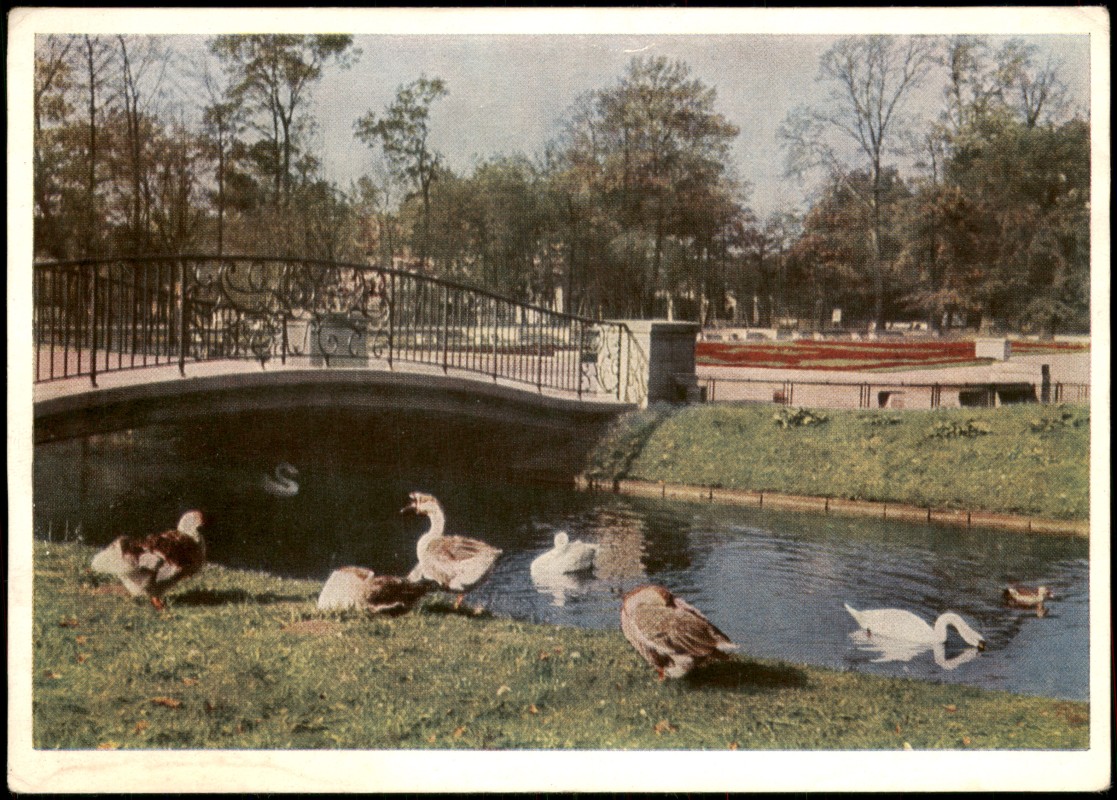 vergrößern: Bildseite historische Ansichtskarte von 1956: Wassergeflügel auf dem Quergraben:: Friedrichsfelde-Berlin