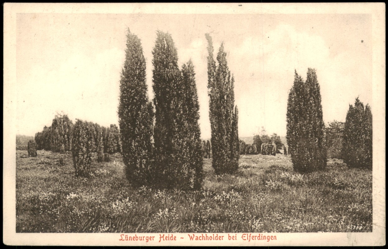 zoom: Image side vintage Postcard from 1917: Wachholder, Lüneburger Heide:: Elferdingen-Bomlitz