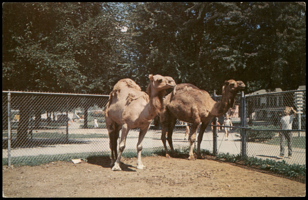 zoom: Image side vintage Postcard from 1960: Dromedar-Kamele:: Columbus
