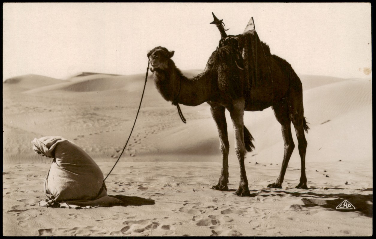 vergrößern: Bildseite historische Ansichtskarte von 1930: Betender in der Wüste mit Kamel::
