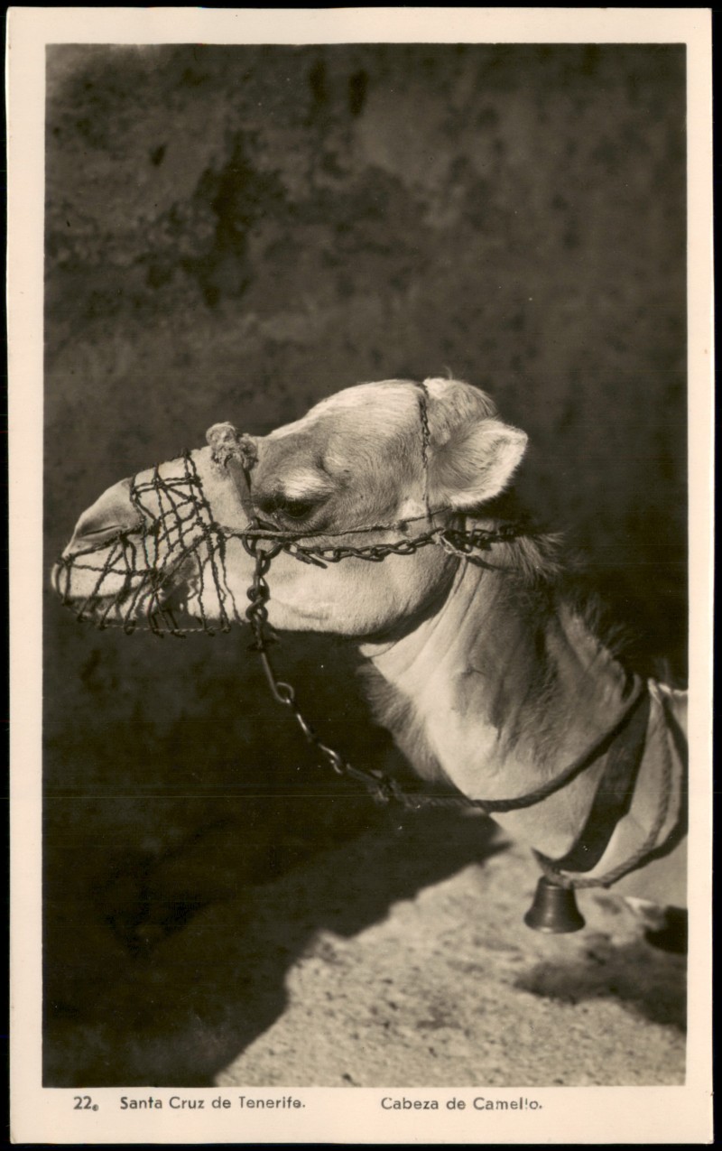 zoom: Image side vintage Postcard from 1950: Kamelkopf (Cabeza de Camello)::