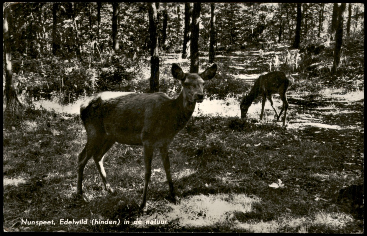 zoom: Image side vintage Postcard from 1968: Edelwild (hinden) in de natuur:: Nunspeet