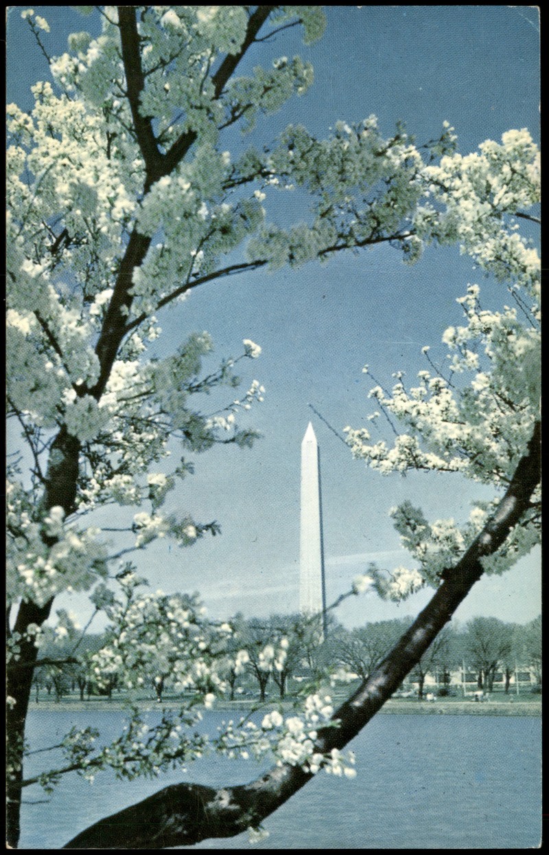 vergrößern: Bildseite historische Ansichtskarte von 1960: Washington Monument mit Kirschblüten:: Washington D.C.