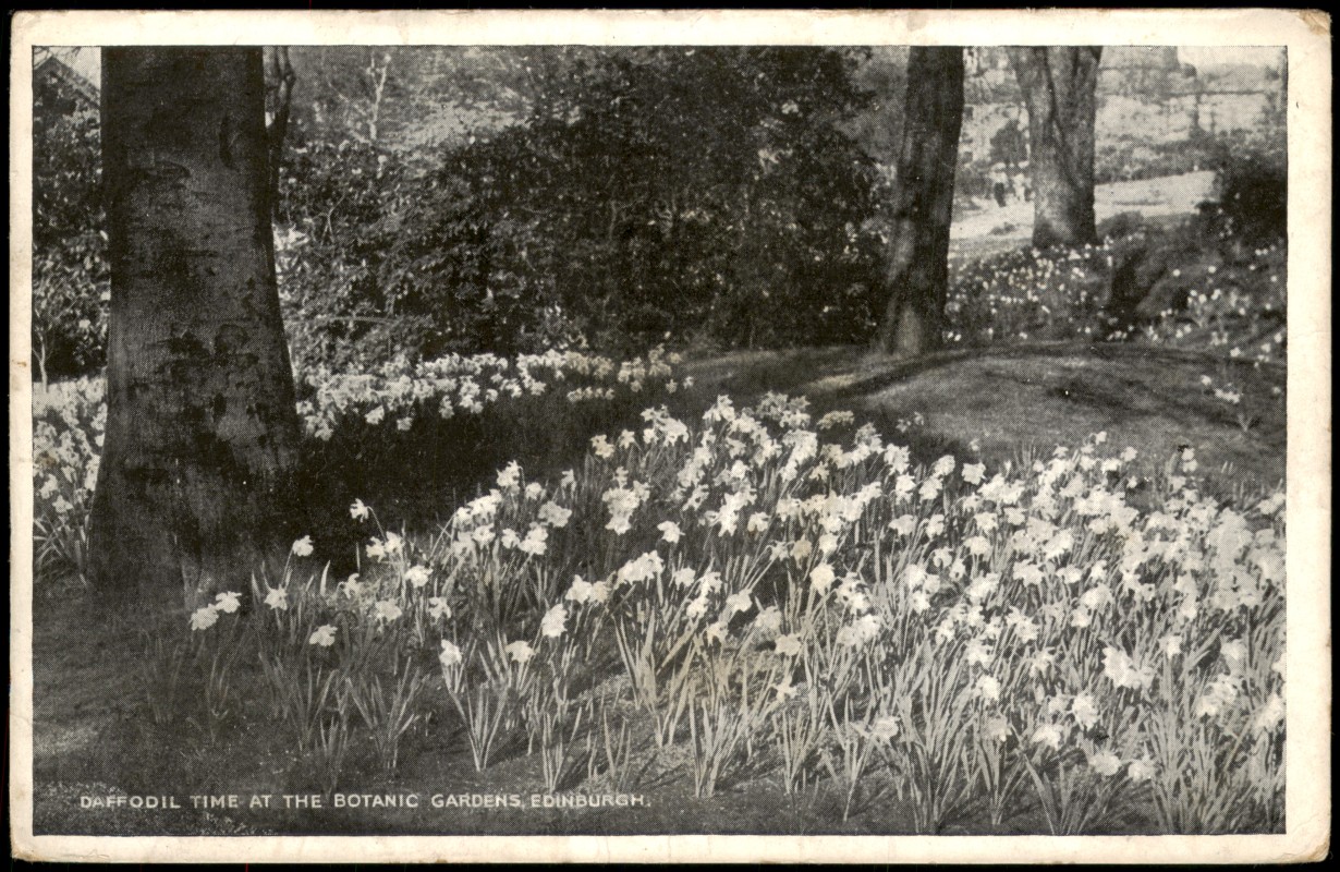 vergrößern: Bildseite historische Ansichtskarte von 1928: DAFFODIL TIME AT THE BOTANIC GARDENS:: Edinburg
