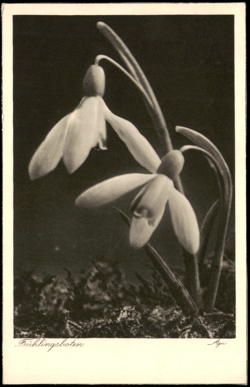 zoom: Image side vintage Postcard from 1937: Botanik :: Blumen Schneeglöckchen Fotokunst::