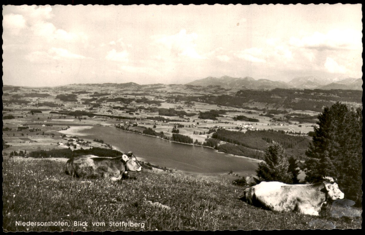 vergrößern: Bildseite historische Ansichtskarte von 1964: Kühe auf der Wiese Blick vom Stoffelberg:: Niedersonthofen-Waltenhofen