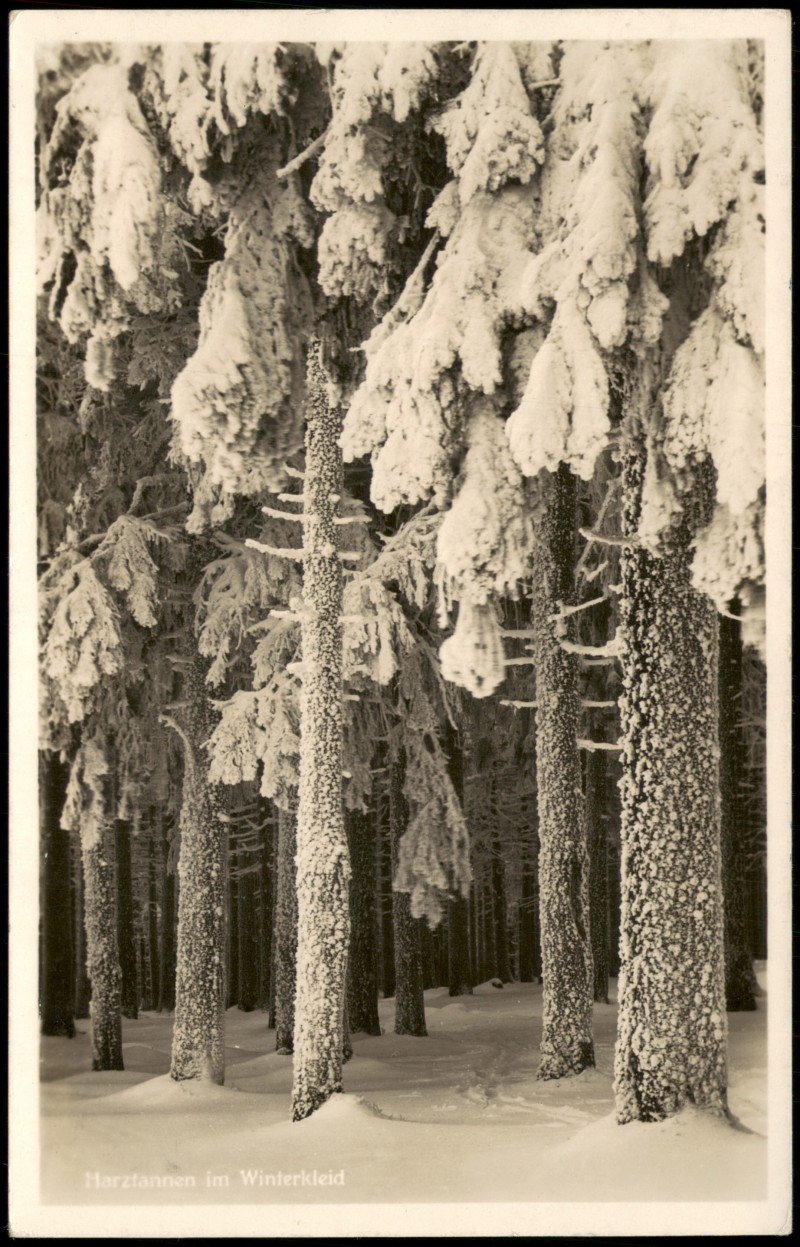 zoom: Image side vintage Postcard from 1940: Harztannen im Winterkleid Harz Fotokarte::