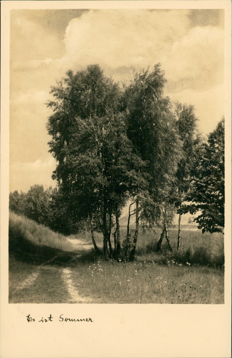 vergrößern: Bildseite historische Ansichtskarte von 1930: Stimmungsbilder: Natur - Es ist Sommer Birken::